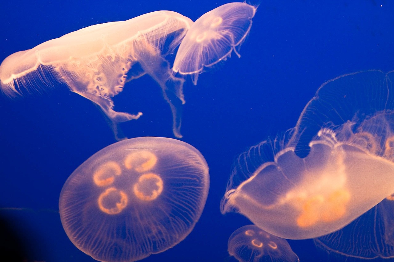 Delving into the Depths: Exploring the Biodiversity of Deep Seas
